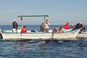Tours: Gray Whale - with tourist boat