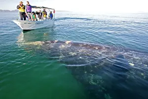 Tours: Gray Whale - with tourist boat