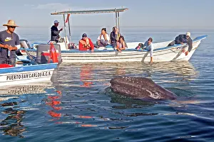 Tours: Gray Whale - with tourist boat