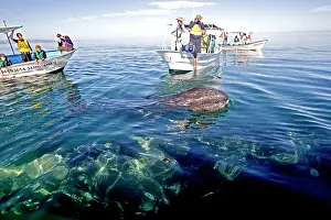 Tours: Gray Whale - with tourist boat