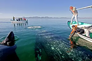 Tours: Gray Whale - with tourist boat