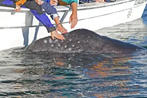 Tours: Gray Whale - with tourist boat