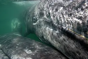 Visible: Gray Whale - underwater close-up of a calf. The