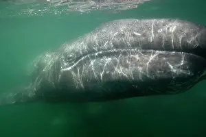 Visible: Gray Whale - underwater photo of a calf. The mother
