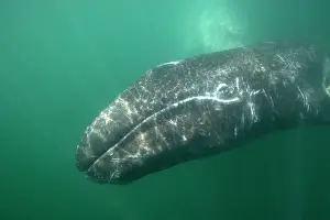 Visible: Gray Whale - underwater photo of a calf. The mother