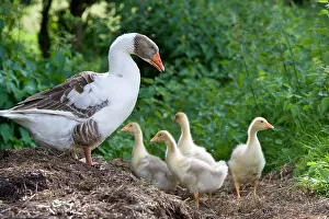 Farmyards: Gray and white goose with its goslings Niederbruck Haut Rhin