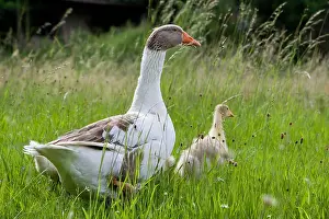 Farmyards: Gray and white goose with its goslings Niederbruck Haut Rhin