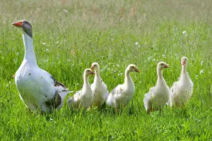 Farmyards: Gray and white goose with its goslings Niederbruck Haut Rhin