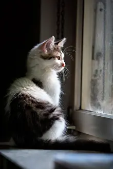 Celtic: Gray and white kitten sitting near a window, Haut
