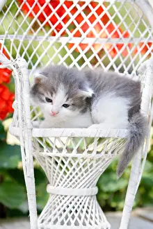 Wicker: Gray and white kitten on a wicker chair in France
