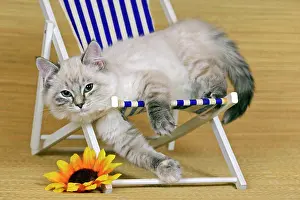 Deckchair: Gray & white tabby kitten lying in Beach chair