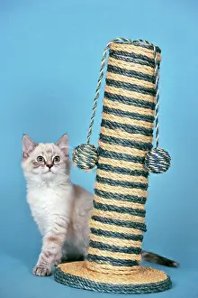 Scratch: Gray & white tabby kitten with scratch tree / activity