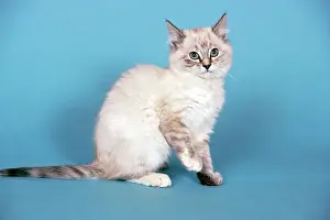 Startled: Gray & white tabby kitten sitting