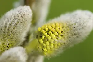 Willows: Gray willow - Close-up of catkins
