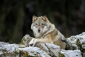 Vaud: Gray Wolf
