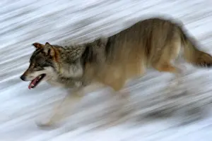 Slow: Gray Wolf