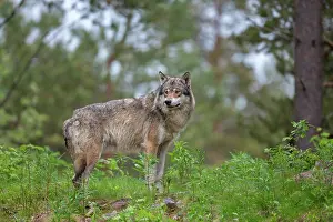Raining: Gray Wolf