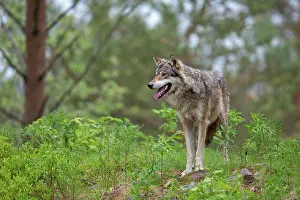 Raining: Gray Wolf