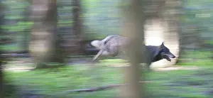 Dynamic: Gray Wolf (Canis lupus), Belarus
