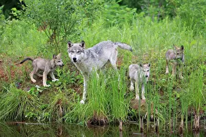 271221: Gray wolf (Canis lupus) and cubs, Pine County, Minnesota
