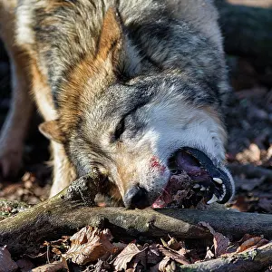 Lupus: Gray wolf (Canis lupus), feeding scene in the enclosure