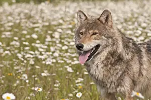 Lupus: Gray wolf (Canis lupus), in a field of wildflowers