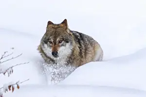 Deep: Gray wolf (Canis lupus), grey wolf foraging in deep