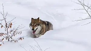 Deep: Gray wolf (Canis lupus), grey wolf foraging in deep