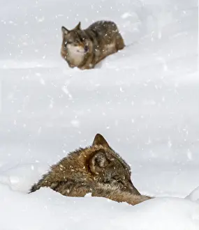 Rolled: Gray wolf (Canis lupus), grey wolf resting curled