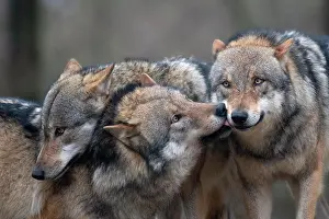 Pfalz: Gray wolf (Canis lupus), Kempfeld, Rheimland-Pfalz