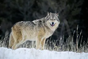 180719: Gray Wolf (Canis lupus), male, animal portrait in