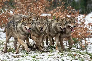 Neuhaus: Gray wolf (Canis lupus), pack, winter, Neuhaus