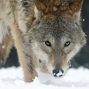 Timber: Gray Wolf (Canis lupus) portrait in close up, Sosnovy