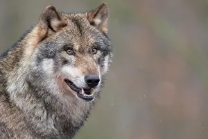 Neuhaus: Gray wolf (Canis lupus), portrait, winter, Neuhaus