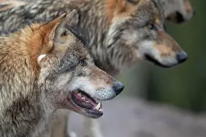 Neuhaus: Gray wolf (Canis lupus), portrait, winter, Neuhaus