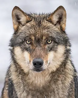 Neuhaus: Gray wolf (Canis lupus), portrait, winter, Neuhaus