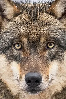 Neuhaus: Gray wolf (Canis lupus), portrait, winter, Neuhaus