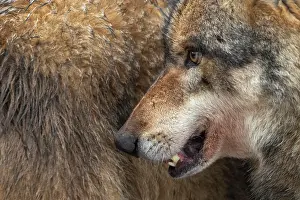 Neuhaus: Gray wolf (Canis lupus), portrait, winter, Neuhaus