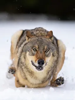 031019: Gray wolf (Canis lupus), running through deep snow