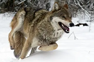 Timber: Gray Wolf (Canis lupus) running through the snow