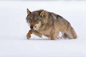 Sumava: Gray wolf (Canis lupus), runs through deep snow