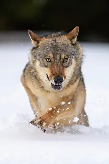 031019: Gray wolf (Canis lupus), runs through deep snow