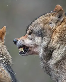 Neuhaus: Gray wolf (Canis lupus) shows teeth, portrait, winter