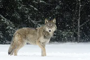 Timber: Gray Wolf (Canis lupus) standing in the snow and