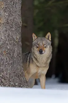 Sumava: Gray wolf (Canis lupus), standing behind a tree