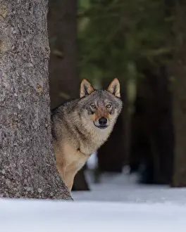 Sumava: Gray wolf (Canis lupus), standing behind a tree