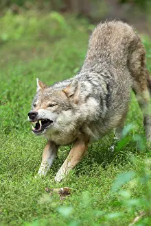 Teeth: Gray wolf (Canis lupus) stretching, teeth visible