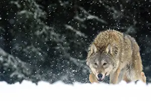 Timber: Gray Wolf (Canis lupus) walking through the snow