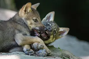 Neuhaus: Gray wolf (Canis lupus), young animals, pups, offspring