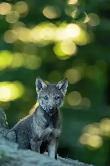 Neuhaus: Gray wolf (Canis lupus), young animals, pups, offspring